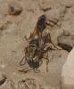 Sceliphron curvatum